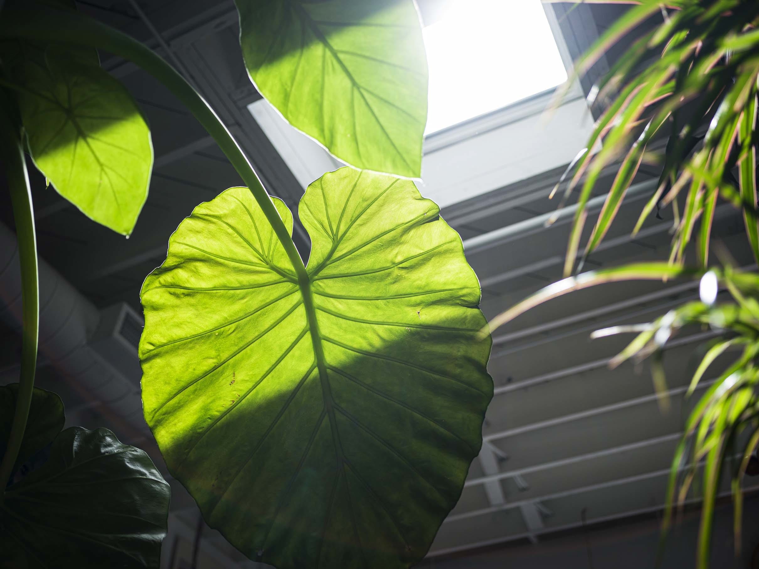 Plant leaves illuminated by sunlight from a skylight
