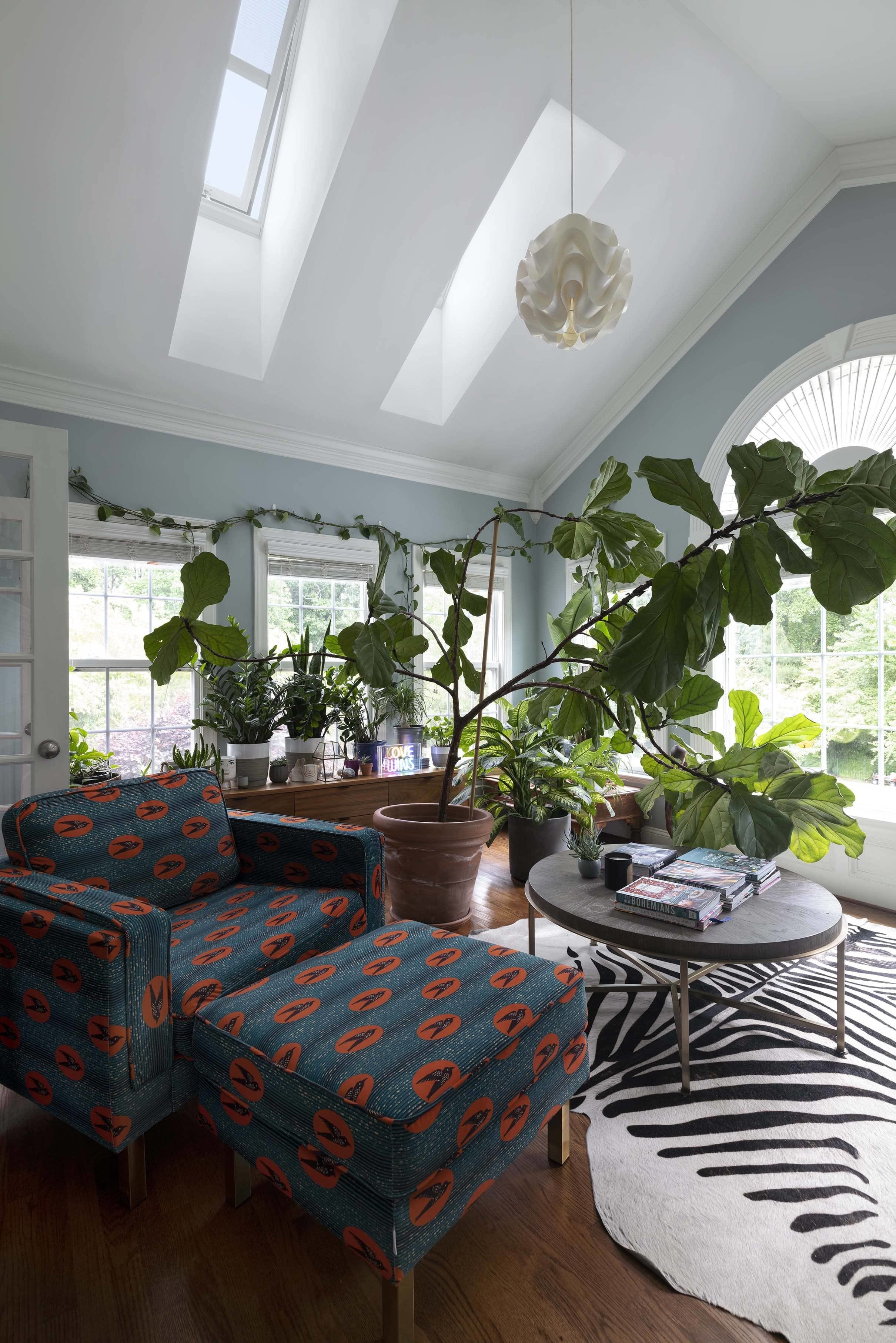 Sunroom skylights fiddle leaf fig light blue
